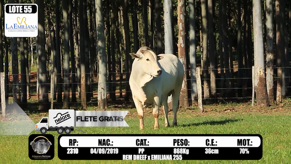 Lote LOTE 55  RP K2310