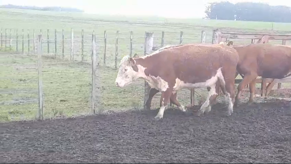 Lote (Vendido)3 Vacas de Invernada 430kg -  en PASO HOSPITAL