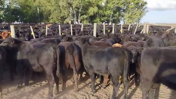 Lote 110 TERNS. MACHOS, URDAMPILLETA, BS. AS.