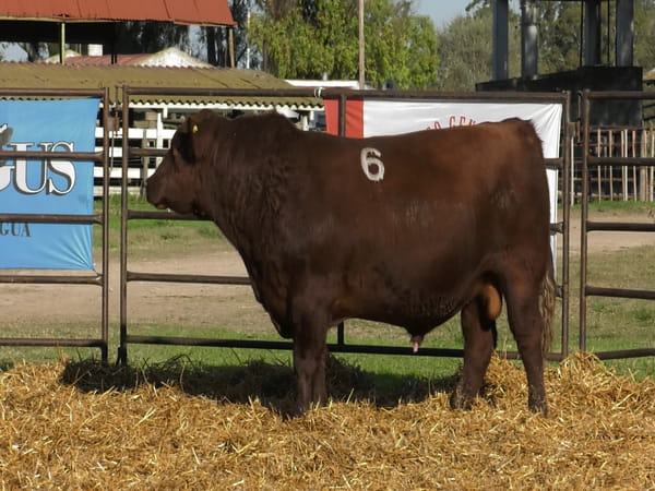 Lote TOROS ANGUS COLORADOS PC
