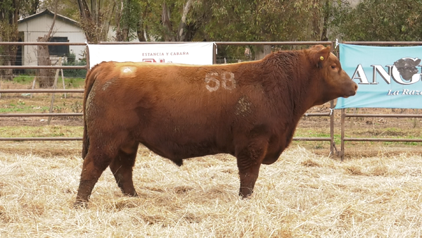 Lote TOROS ANGUS COLORADOS  PC