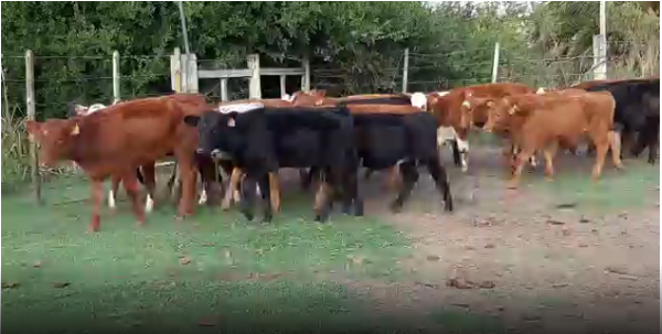 Lote 20 Terneras en San José