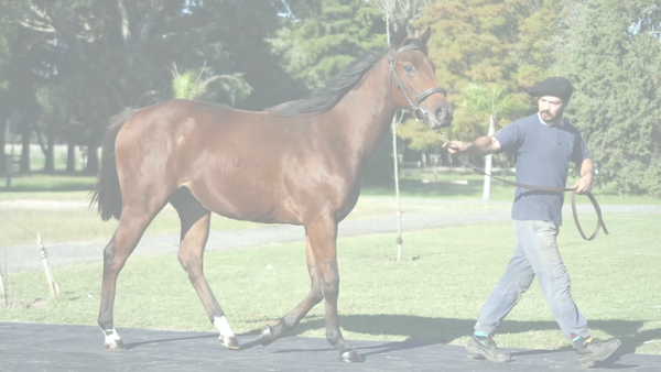 Lote ROMANA COSMICA (COSMIC TRIGGER -  SPLENDA)