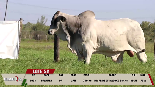 Lote LOTE 52