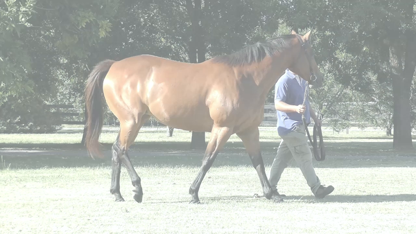 Lote ONARA (CATCHER IN THE RYE -  OH MOON ) Vacia. C/Servicio de RERIDE 2026