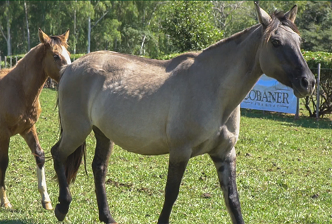 Lote GUARANI CAZADORA
