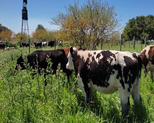 Lote (Vendido)5 Terneros y Terneras 1 AA,  2 NO X RA,  2 NO X HO 275kg - , Colonia