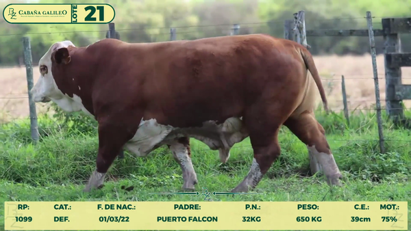 Lote LOTE 21