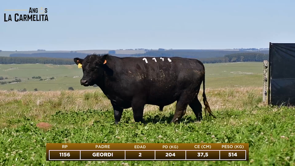 Lote RP 1146 - Angus La Carmelita