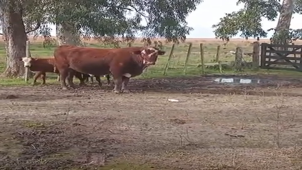 Lote 4 Faena en Corrientes, Paso de Los Libres
