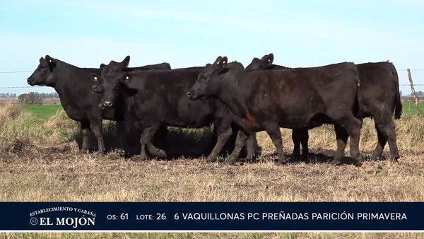 Lote NEGRAS PREÑADAS PARICIÓN PRIMAVERA