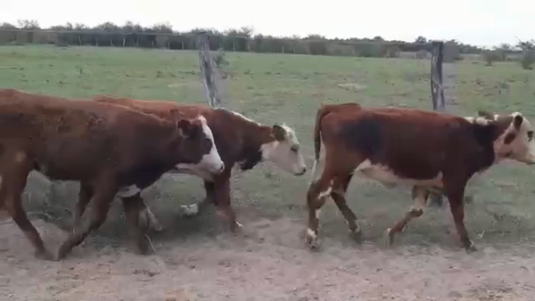 Lote 20 Terneras Braford y sus cruzas en Guayquiraro, Corrientes
