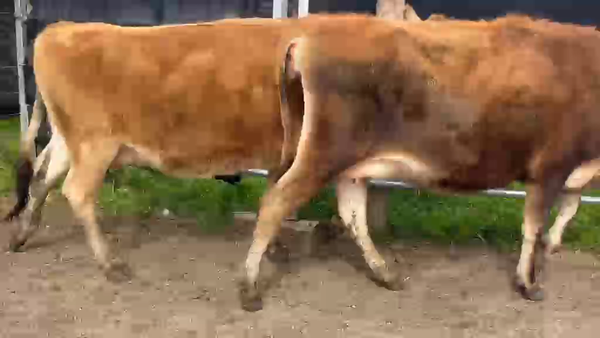 Lote 2 Vaquillonas  400kg - , San José
