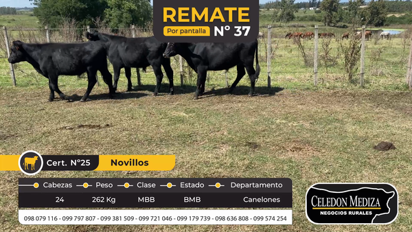 Lote 24 Novillos en Canelones