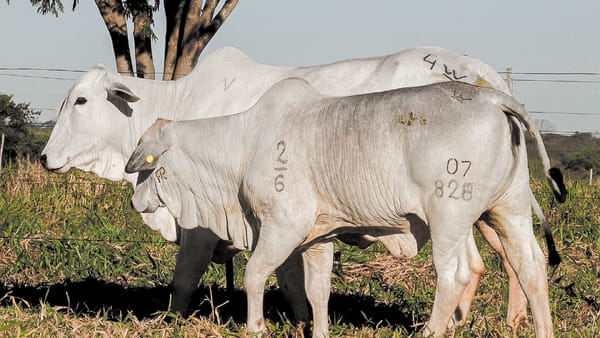 Lote LOTE 35