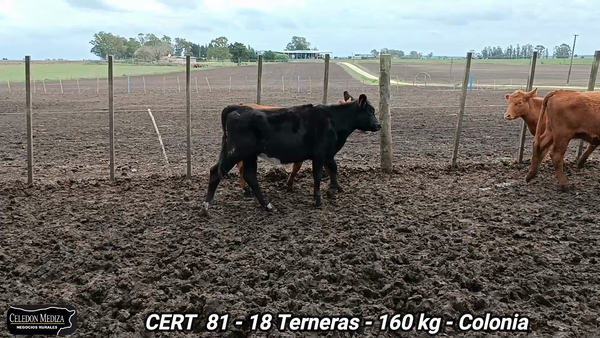 Lote 18 Terneras en Colonia