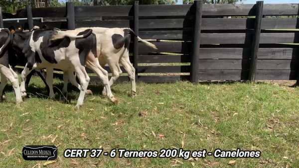 Lote 6 Terneros en Canelones