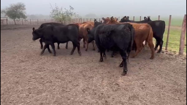 Lote EST. TRES MOLINOS: 4 vaquillas coloradas MAS preñadas