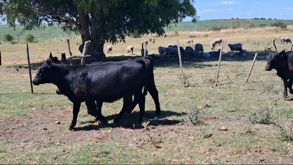 Lote VAQUILLONAS 1 A 2 AÑOS