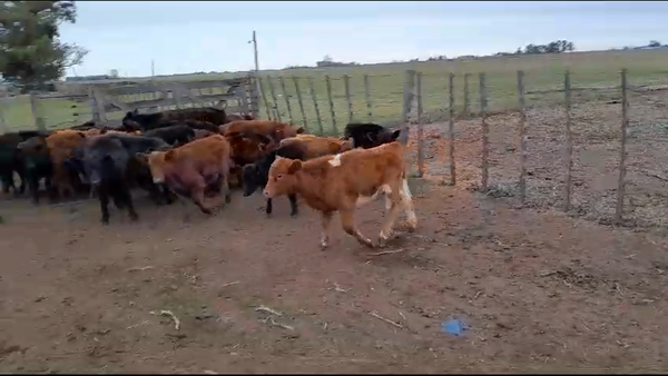 Lote Terneros/as en Pehuajó, Buenos Aires