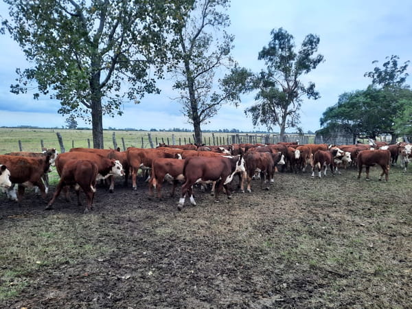 Lote SAENZ VALIENTE, BULLRICH Y Cia. S.A.