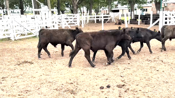 Lote 25 Terneros
