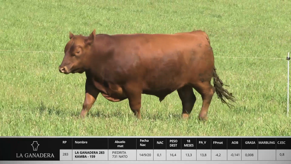 Lote LA GANADERA 283 KAMBA - 159