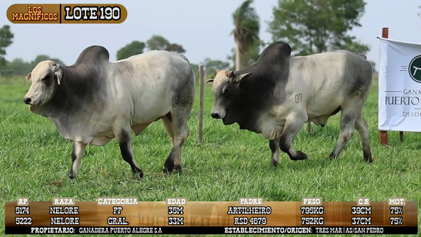 Lote LOTE 190