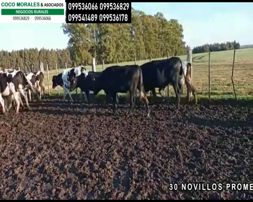 Lote 30 Novillos en Miguelete, Colonia