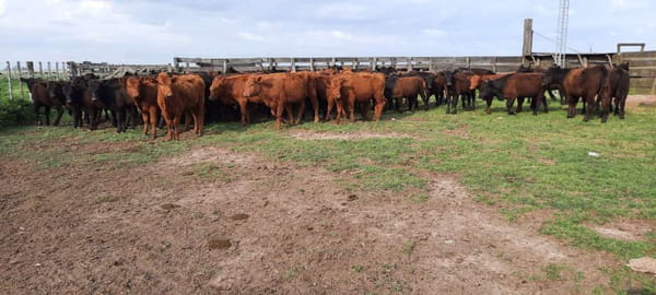 Lote 70 Vaquillonas en Gral. Lamadrid, Buenos Aires