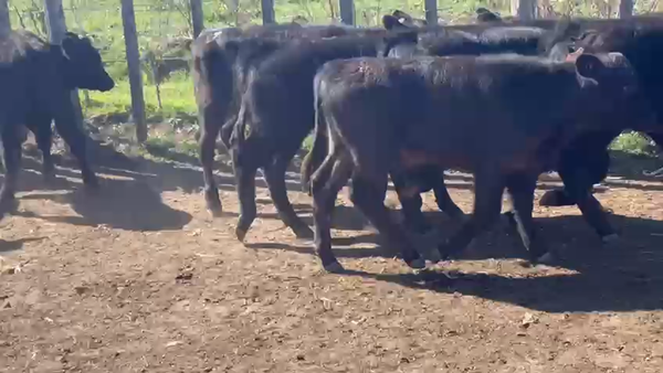 Lote 13 Terneros Angus y caretas
