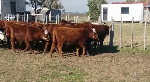 Lote (Vendido)16 Terneros AA/ HE 225kg -  en COSTA DE POLONIA