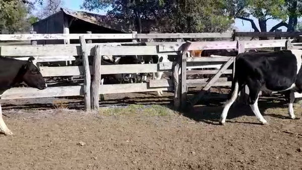 Lote NOVILLOS 1 A  2 AÑOS