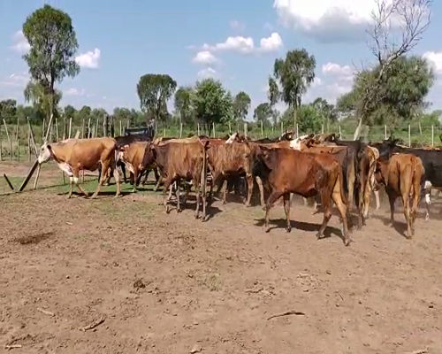 Lote 50 Vacas de invernar en Tintina, Santiago del Estero