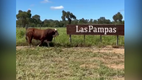 Lote LOTE 13