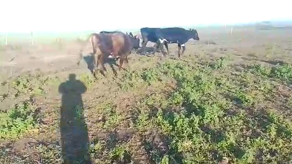 Lote 4 Vaquillonas cruzas