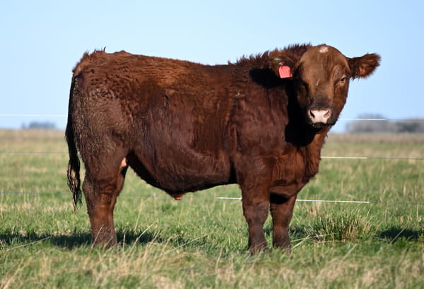 Lote TOROS PUROS CONTROLADOS