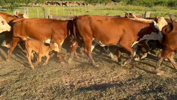 Lote 27 Vacas nuevas Preñadas en Gualeguay, Entre Ríos