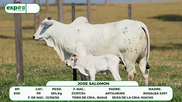Lote Hembras, Concepción