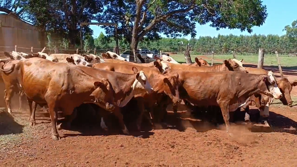 Lote 34 Vacas  en Virasoro, Corrientes