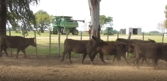 Lote 23 Vaquillonas en Colonia