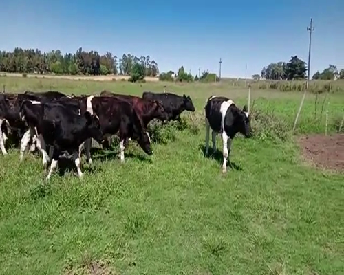 Lote (Vendido)16 Terneros HOLANDO,  PAMPA,  NORMANDO 260kg -  en COLONIA ITALIA