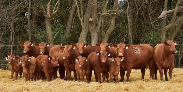 Lote VACAS ANGUS PARIDAS