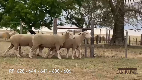 Lote Lote 1 Hembras San Rafael