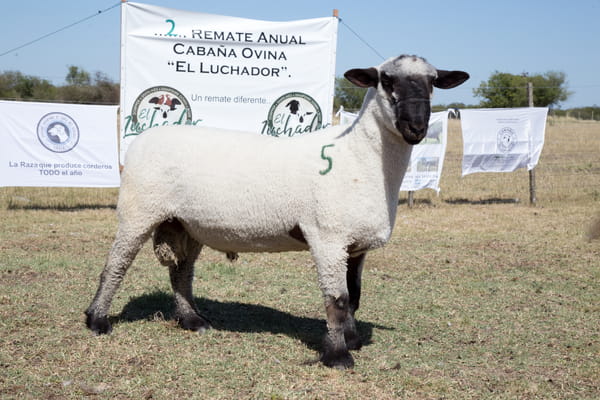 Lote OVINO HAMPSHIRE D. MACHO PP