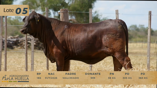 Lote LOTE 5