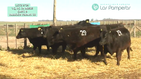 Lote VAQUILLONAS P.C. 24 MESES - PREÑADAS - PARICION PRIMAVERA
