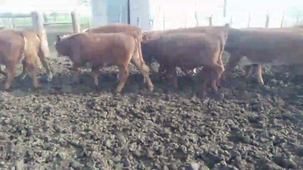 Lote 50 Terneras en Corrientes, Curuzú-Cuatiá