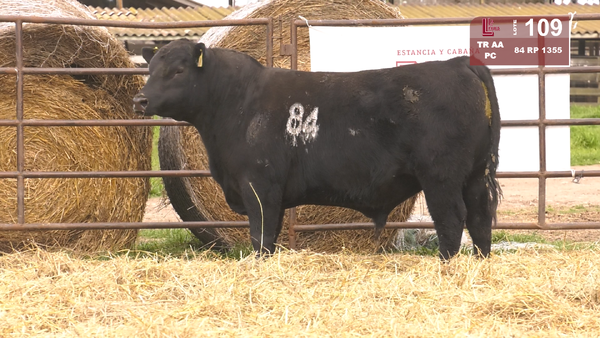 84 1355 — TOROS ANGUS NEGROS  PC