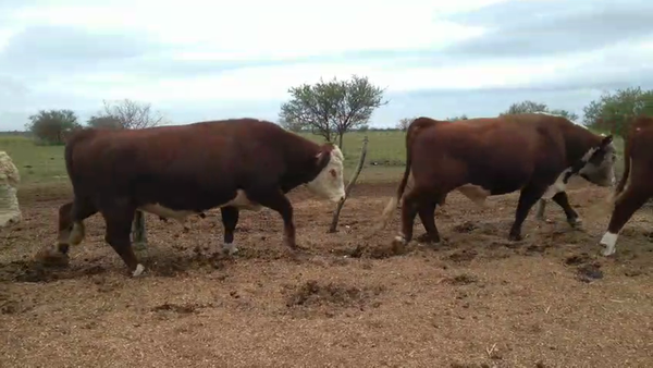 Lote 8 Toros